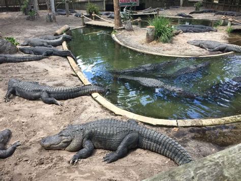 Alligator Wrestling at St. Augustine Alligator Farm in 1906