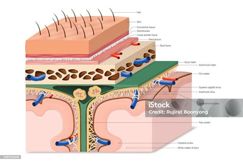 Arteries of the Meninges