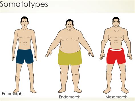 Body Types (Somatotypes)