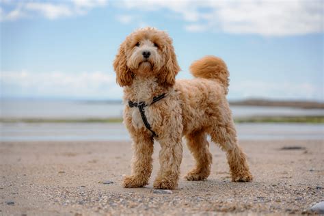 Cockapoo dog