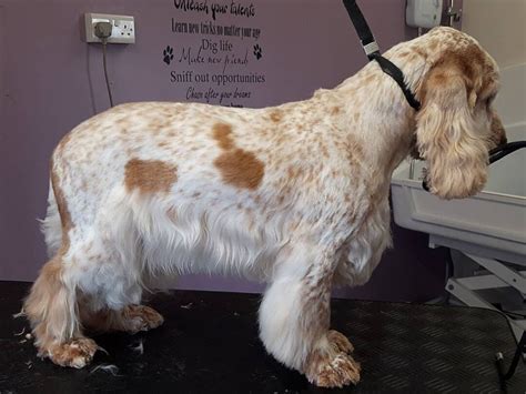 Dog with trimmed coat