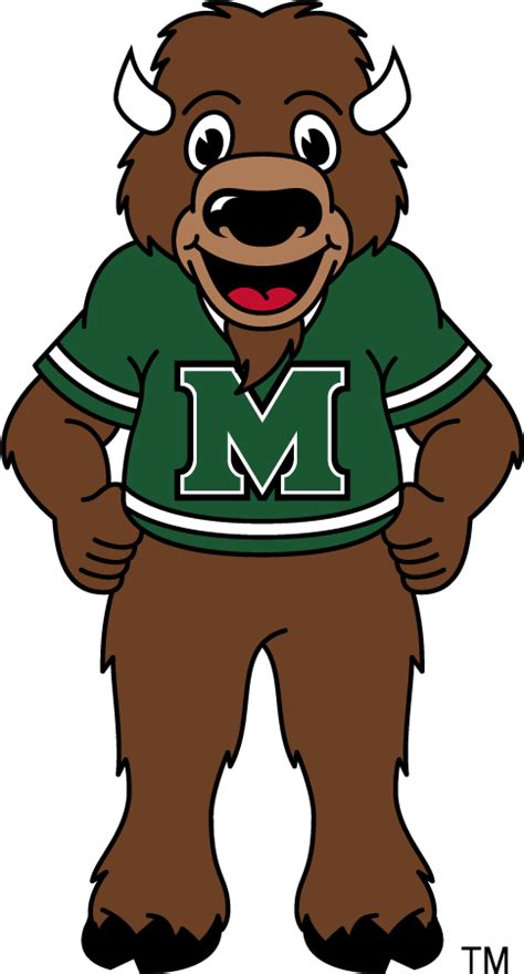 Marco the Bison