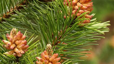 Pine Tree
