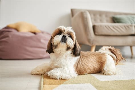 Shih Tzu Apartment Living