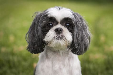 Shih Tzu Dog