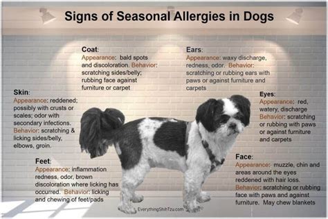 Shih Tzu Health Problems