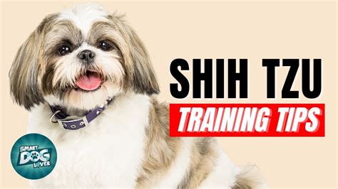 Shih Tzu Puppy Training