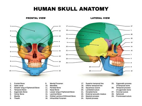 Skull Anatomy