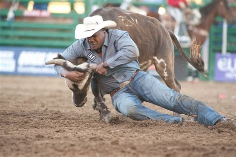 Steer Wrestling Action