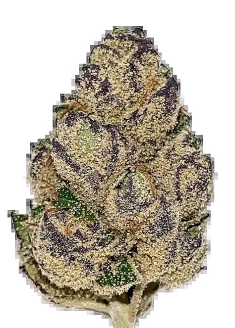 The Toad cannabis strain