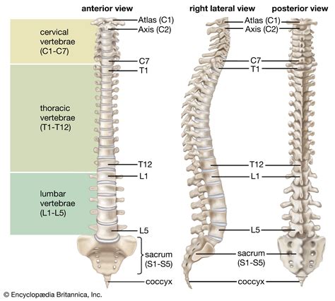 Vertebral Column