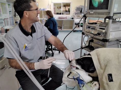 Veterinary Endoscopy