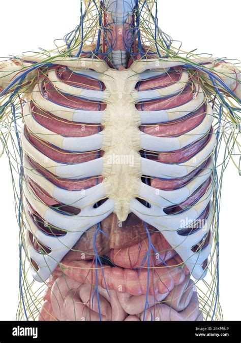 Viscera