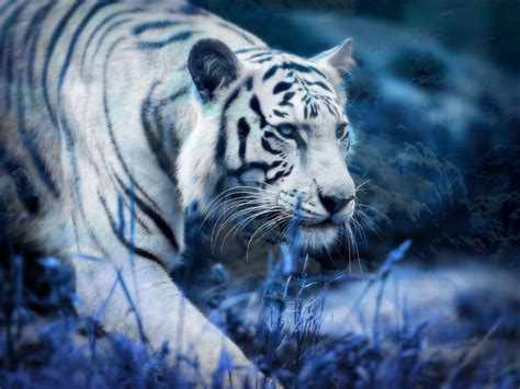 White Tiger